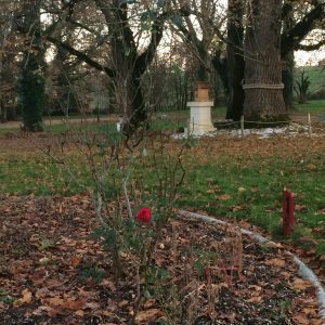 Rose and Kami Shrine