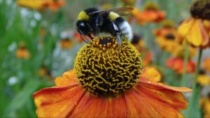 A bee on a flower